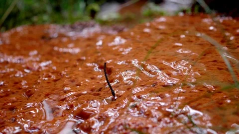 Sediment with iron bacteria1 Stock Footage 126285200