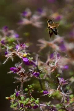 Sedona Bee Stock Photos