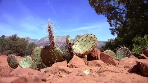 Sedona Desert Cactus Stock Footage 75593646