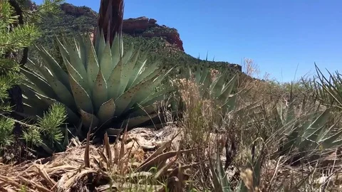 Sedona Hiking Stock Footage 75434096