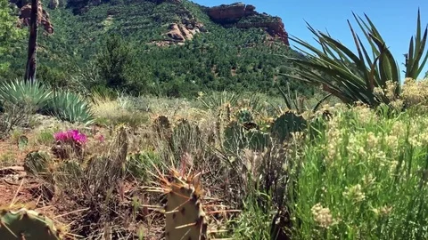 Sedona spring beauty Stock Footage 75495956