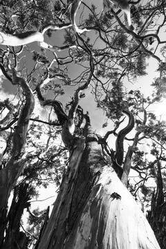 Sedona Tree Foto stock