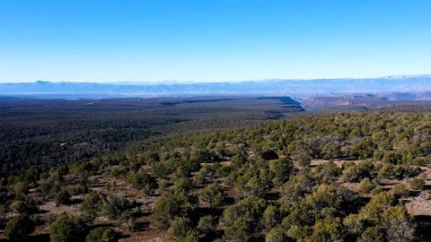 Sedona Trees Video stock 126830033