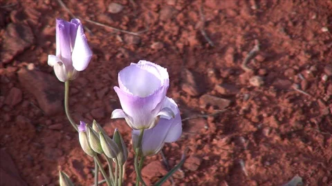Sedona Wildflowers Stock Footage 87804166