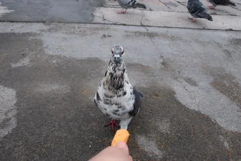 Seducing a pigeon Stock Photos