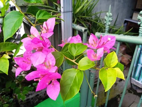 Seductive flower Stock Photos