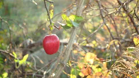 Seductive red apple on a branch against the background of autumn foliage Stock Footage 96317024