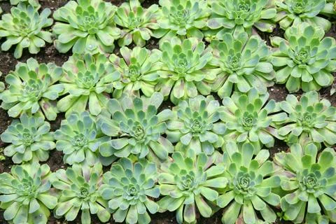 Sedum background Stock Photos