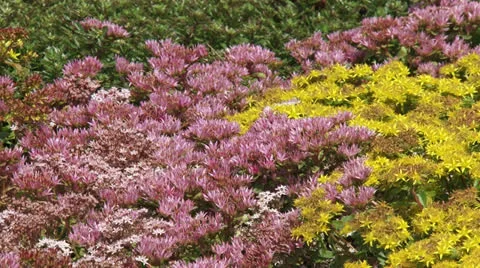 Sedum in bloom full screen + swift zoom out green roof city center Stock Footage 26276641