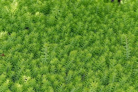 Sedum closeup view Stock Photos