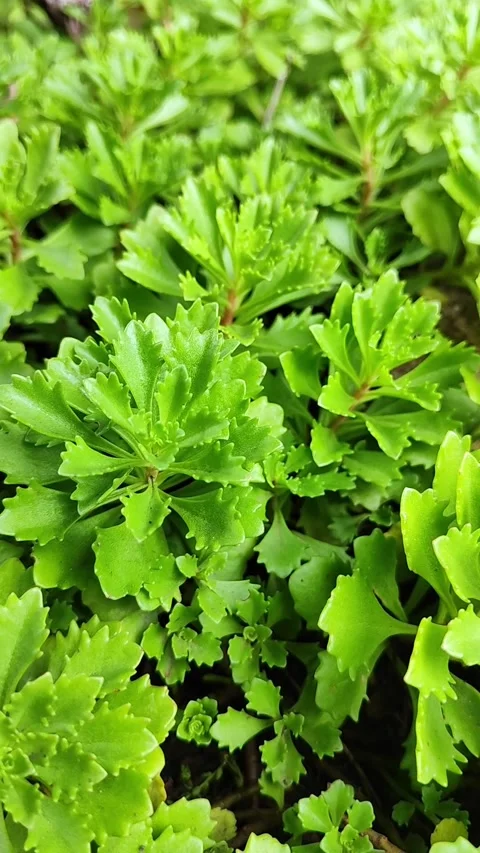 Sedum grow on the soil surface, they are succulent ground-cover plants grown Stock Footage 341668317