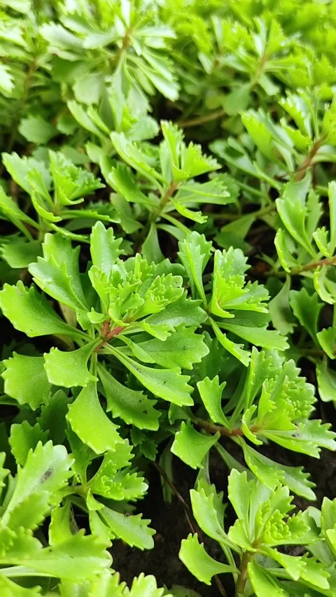 Sedum grow on the soil surface, they are succulent ground-cover plants grown Stock Footage 341668366