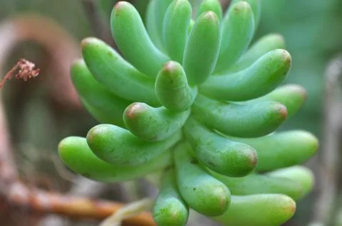 Sedum pachyphyllum Stock Photos