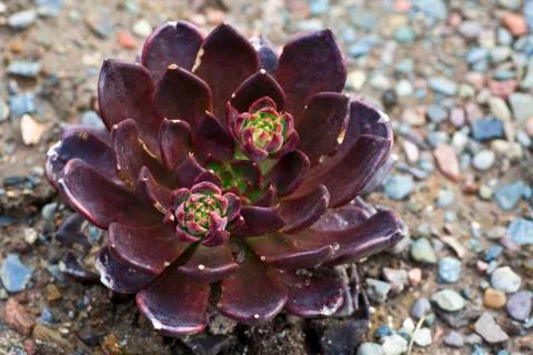 Sedum Stock Photos