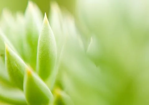 Sedum Stock Photos