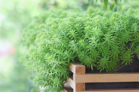 Sedum Stock Photos
