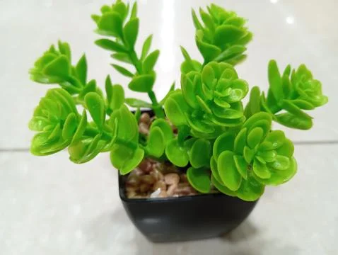 Sedum 库存照片