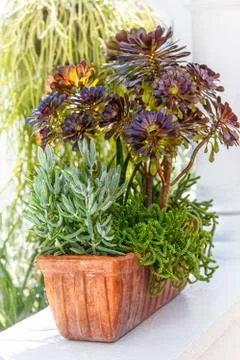 Sedum planter Stock Photos