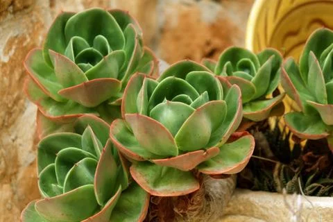 Sedum plants Stock Photos