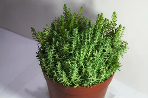 Sedum in pot Stock Photos