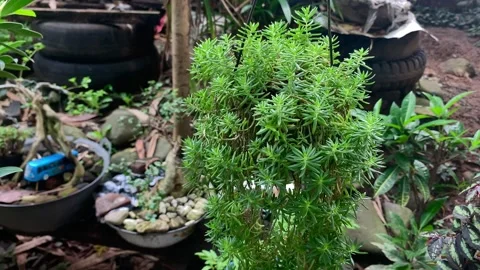 Sedum reflexum Stock Footage 221008880