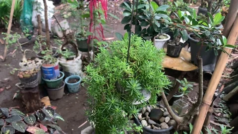 Sedum reflexum Stock Footage 221009005