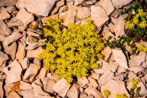 Sedum Rupestre Stock Photos