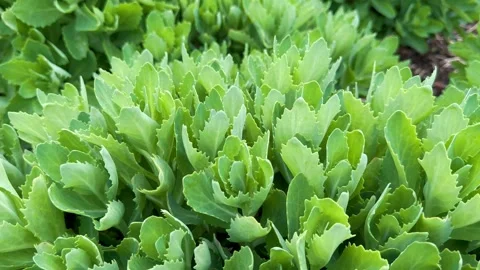 Sedum spectabile Boreau Video stock 274595449