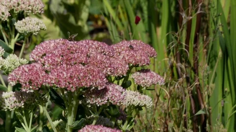 Sedum stonecrop flower bee pollen summer meadow Stock Footage 79495185