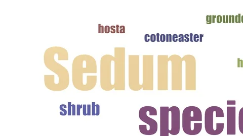 Sedum Word Cloud Animated Isolated On White Stock Footage 103098553