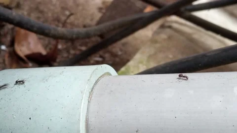 See Ants Up Close Stock Footage 232307495