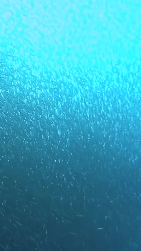 See the captivating tuna fish school in the Philippines' waters Stock Footage 340437391