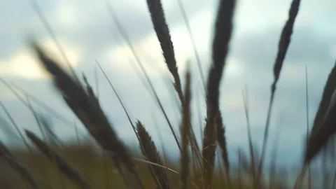 See dune baltic Stock Footage 121388302