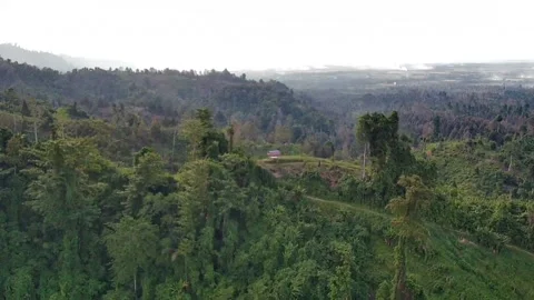 See a durian orchard using a drone Video stock 239119103