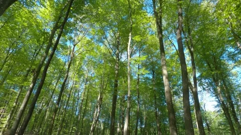 See environment in the forest 스톡 동영상 222910730