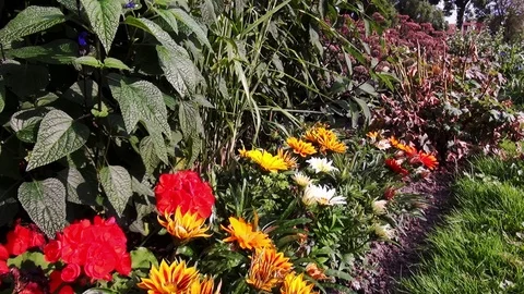 See the flowers from the ground Stock Footage 120056688