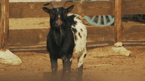 See goat standing and chewing food (capra hircus) Stock Footage 102359335