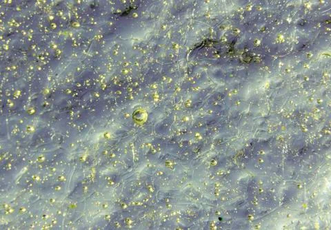 See-green irregular texture Stock Photos