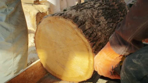 See the power of the sawmill in action as workers cut through the forest Stock Footage 235535927