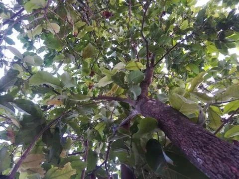 See the tree from below Fotos Stock