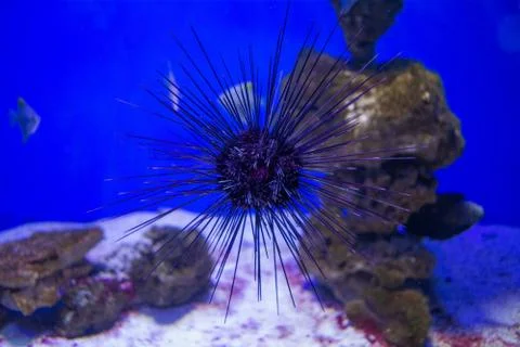 See urchin Foto stock