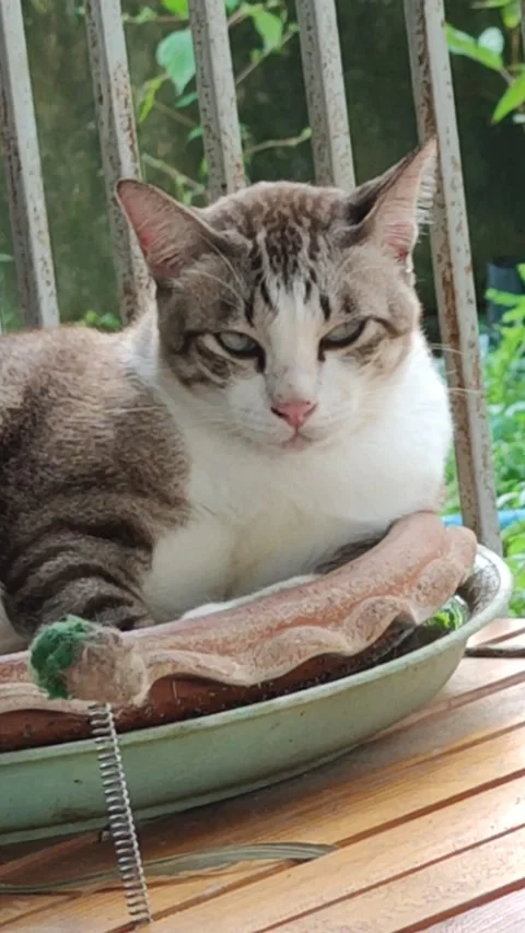 SEE YOU CAT Video stock 213995007