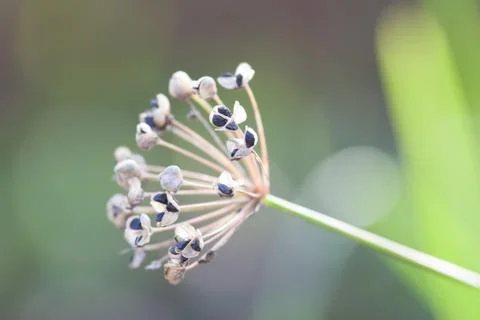 Seed of Allium tuberosum Stock Photos