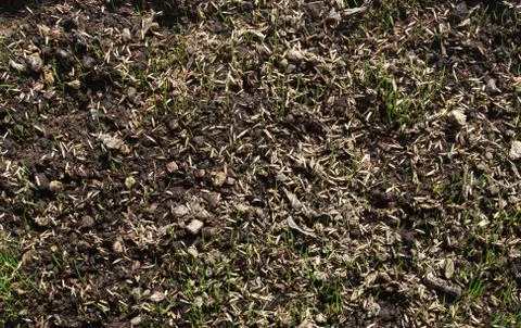 Seed background Stock Photos