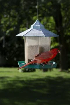 Seed in beak Stock Photos