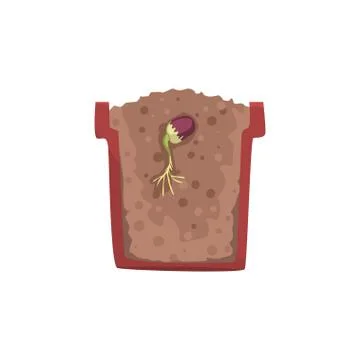 Seed of a bean germinating in a pot with ground soil, stage of growth, pot in a Illustrazione stock
