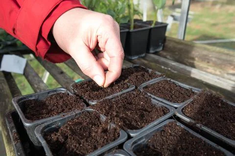 Seed being planted into compost in a plastic plant pot inside a greenhouse Stock Photos