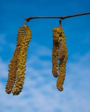 Seed buds from a birch tree Stock Photos