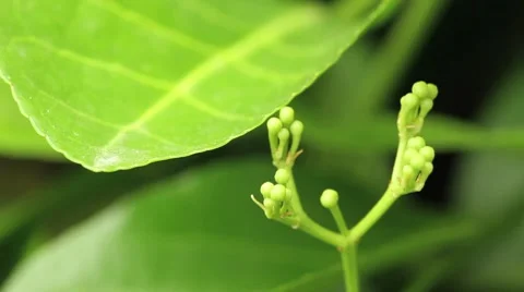 Seed Buds Tight Stock Footage