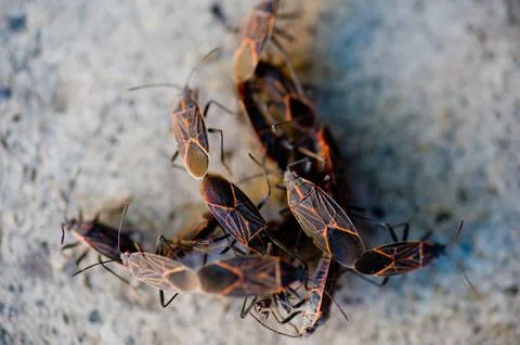 Seed Bugs Stock Photos